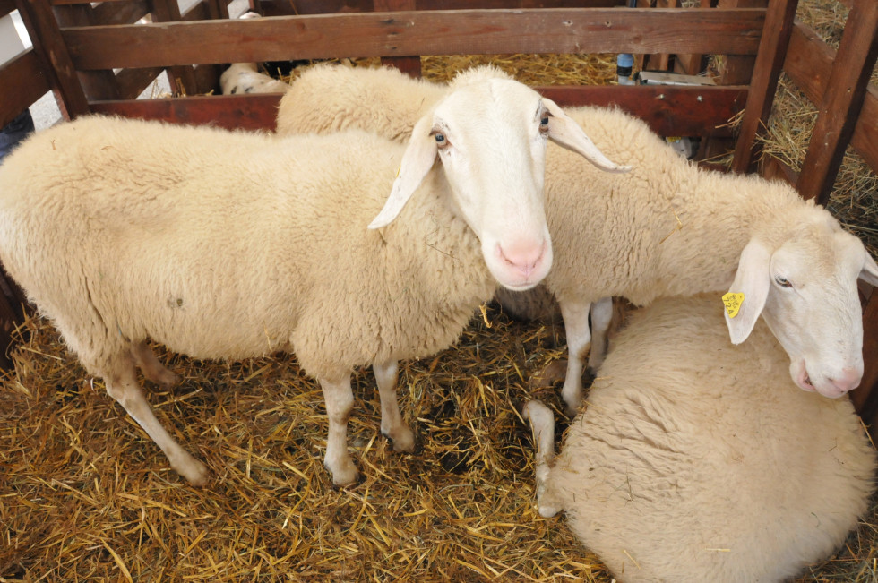 Pogled na tri ovse v ogradi. Ena je obrnjena proti fotoaparatu in gleda vanj. 