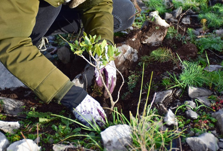 Slovenija kritična do nekaterih rešitev iz dogovora glede gozdnega reprodukcijskega materiala