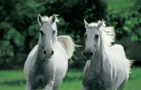 KONJ LIPICANCA 2 (Two white Lipizzan horses. )