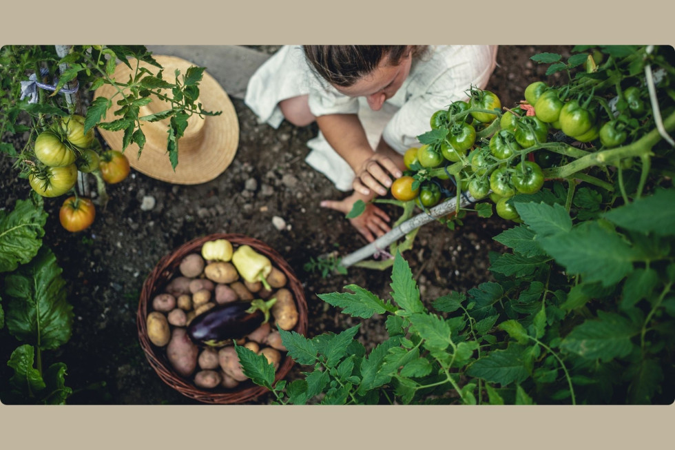Oseba sedi na zemlji. Ob njen košara s zelenjavo. Nad njimi steblo češnjevih paradižnikov. 