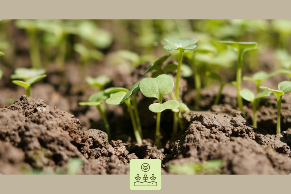 Rastlinica raste iz zemlje.