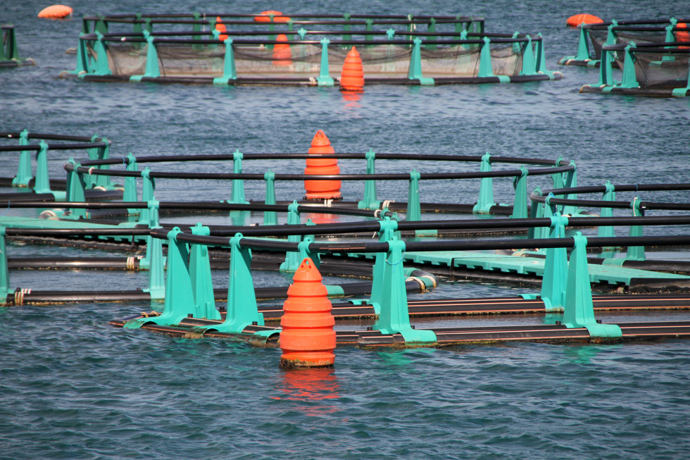 Pogled na školjčišče v morju. 