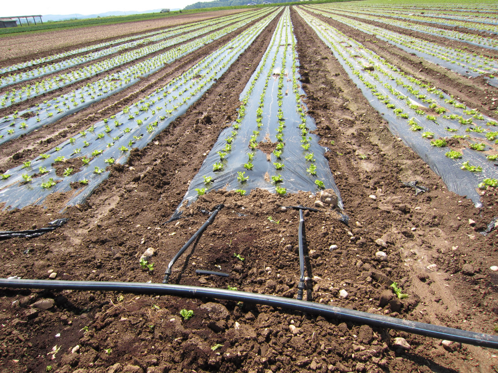 Pogled na njivo posejano s solato. Ob solati so črne cevi iz katerih teče voda. 