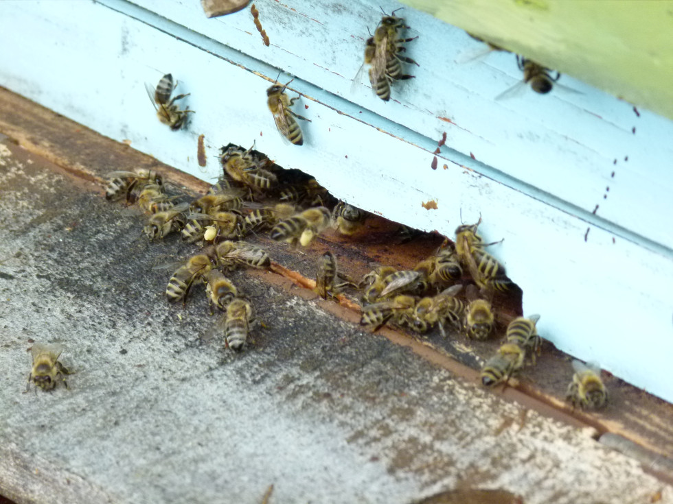 Pogled na čebele, ki letajo okoli panja. 