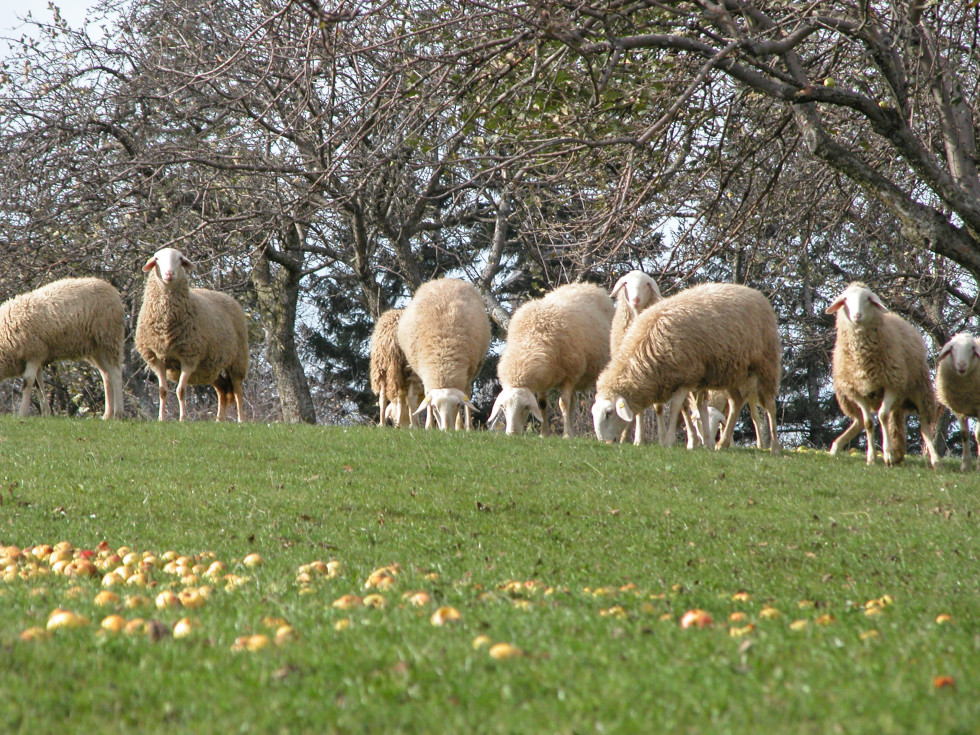 Pogled na čredo ovc, ki se pase na pašniku. 