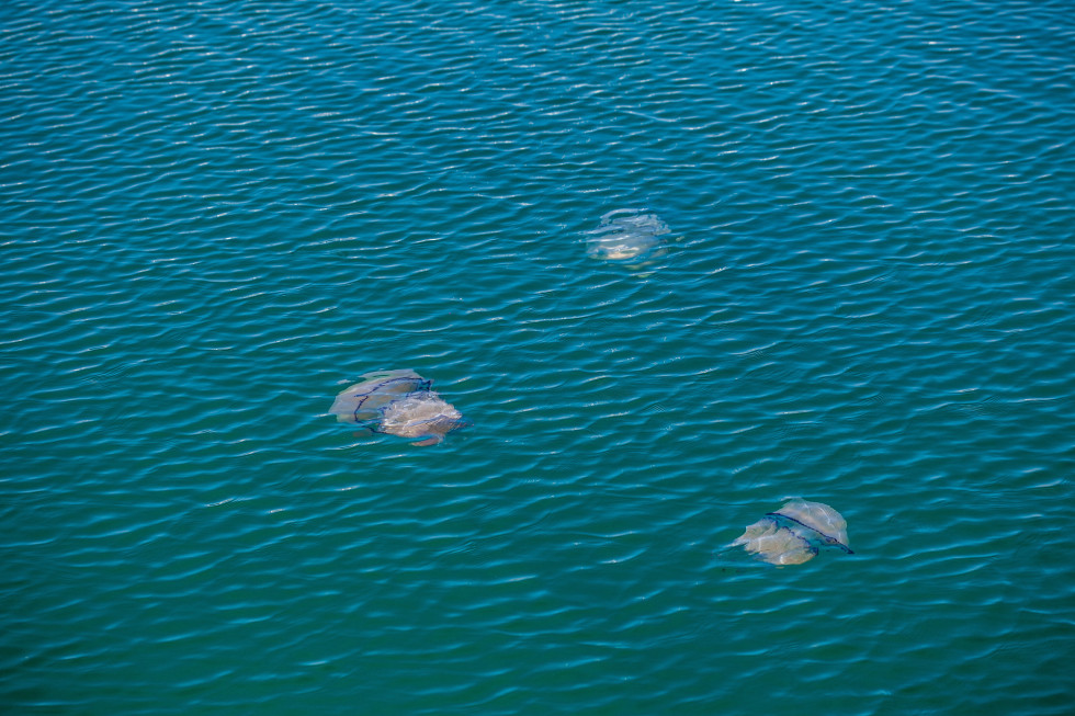 Pogled na morje. V njem plavajo tri meduze. 