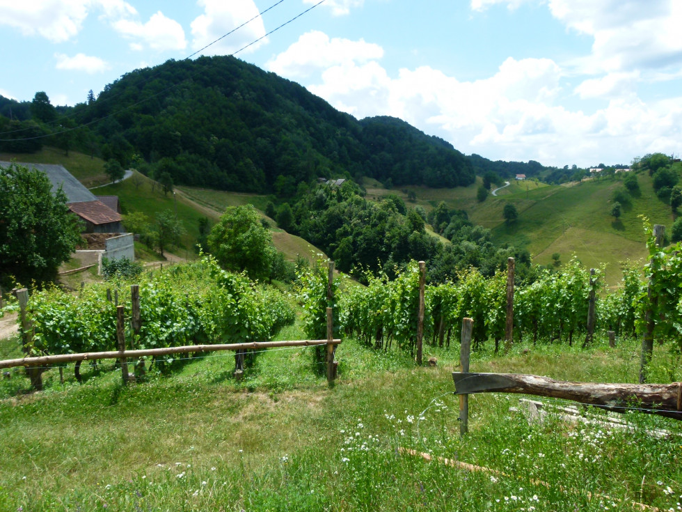 Hiša in vinograd na hribu