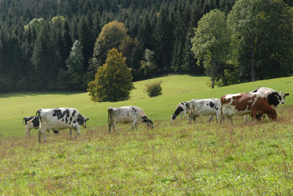 Tri črnobele krave in ena rjavobela med pašo na pašniku