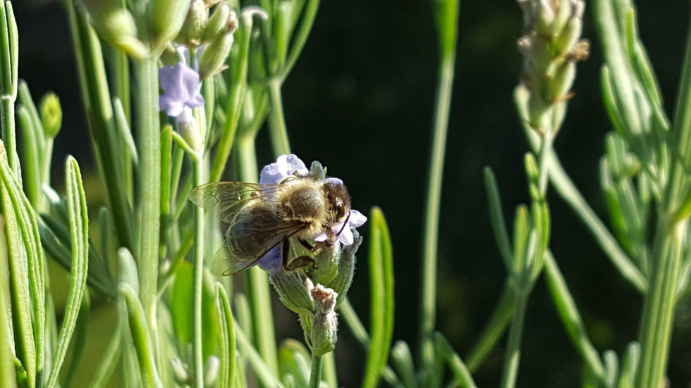 Čebela na travniškem cvetu 