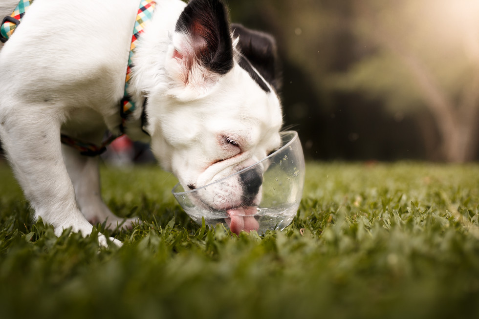 Pes pije vodo iz steklene posode