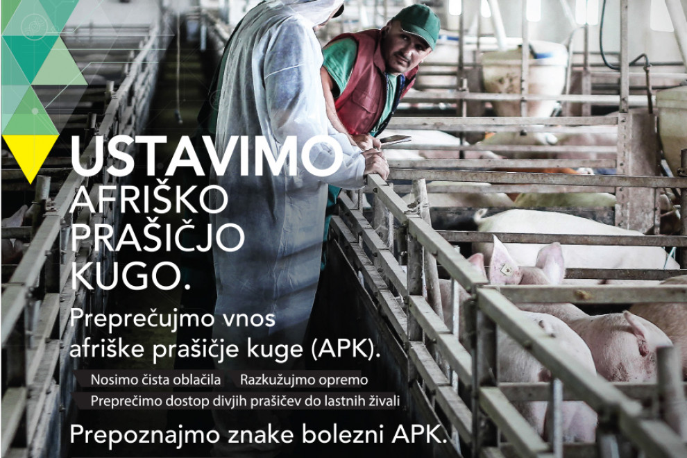 Dva moška v hlevu s prašiči