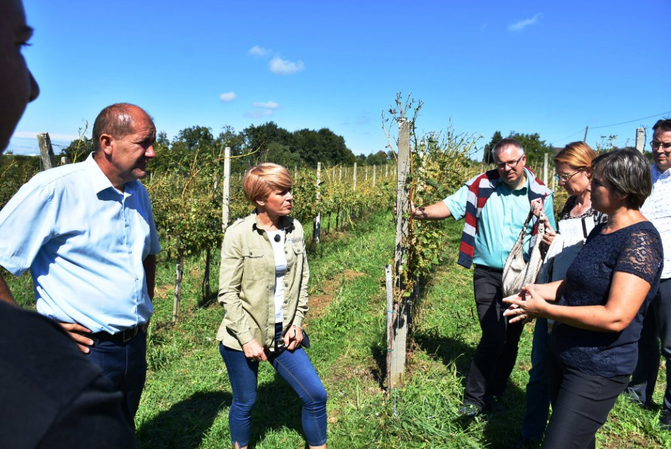 Skupina ljudi v vinogradu na ogledu škode po neurju