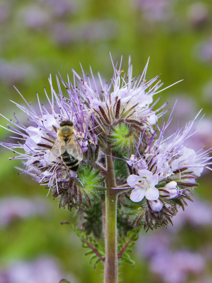 Bee on a flower