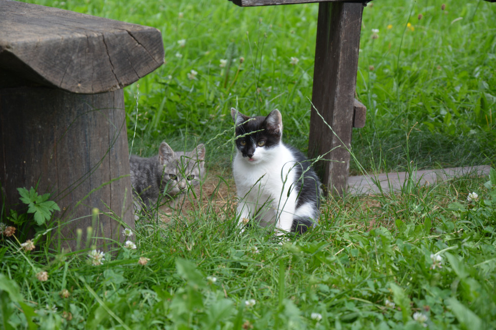 Siva in črnobela mačka na travniku
