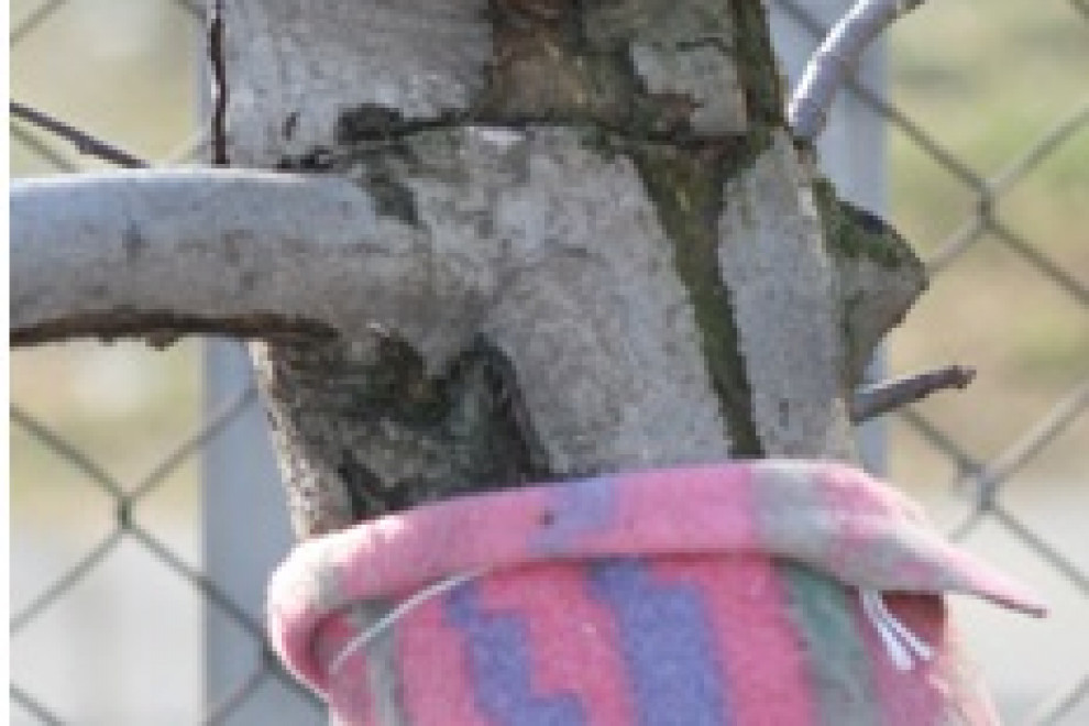 Krpa zavita okoli debla drevesa