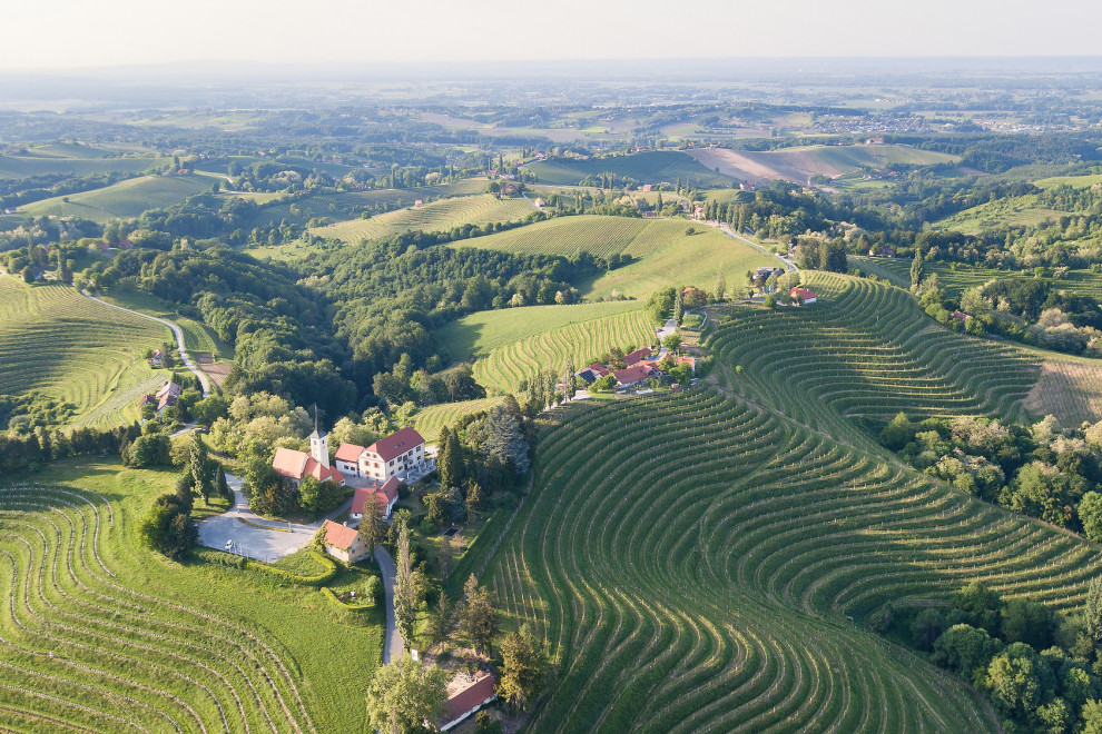Aereal view of the vineyards