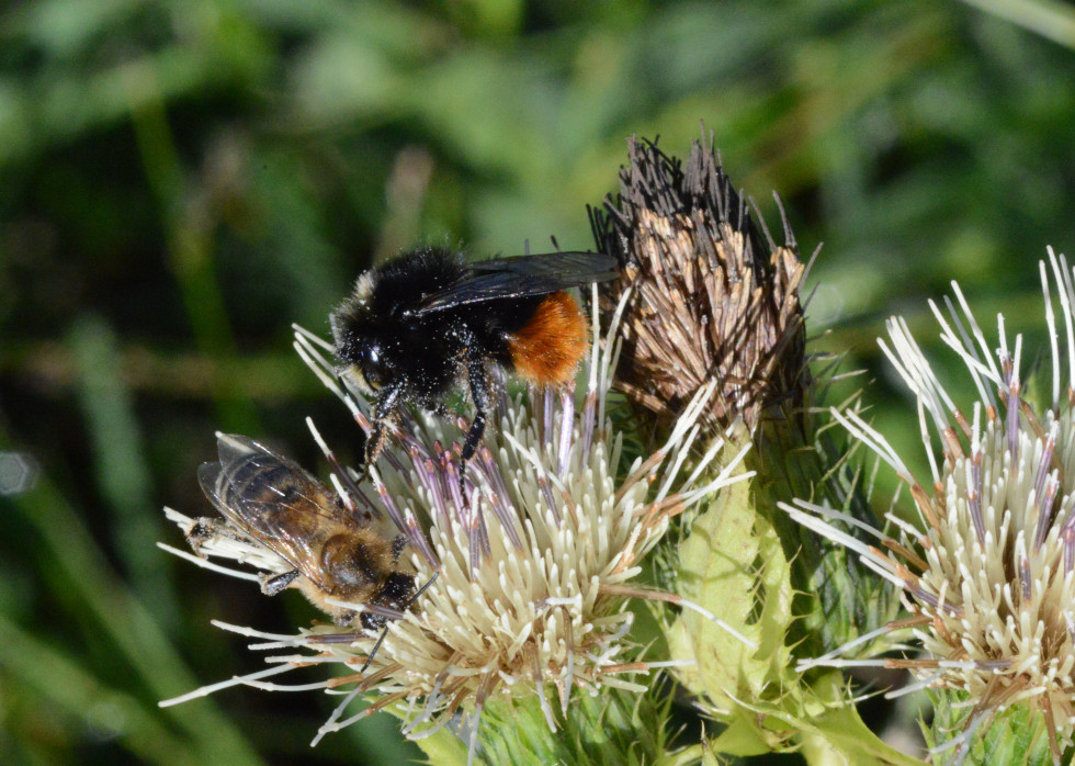 Črmlj in čebela družno nabirata medičino na cvetu
