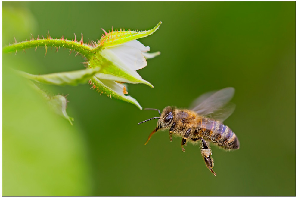 Bee in flight beside flower