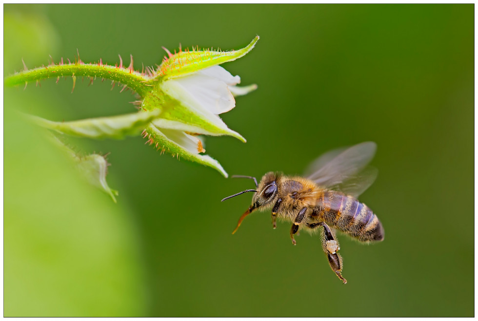 Bee in flight beside flower