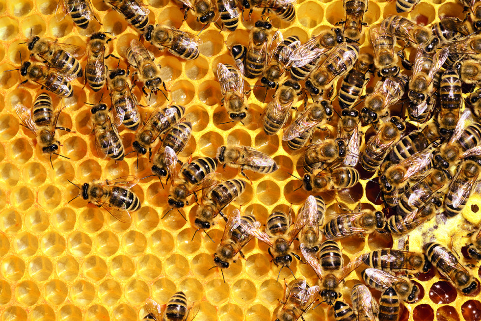 Bees in the beehive