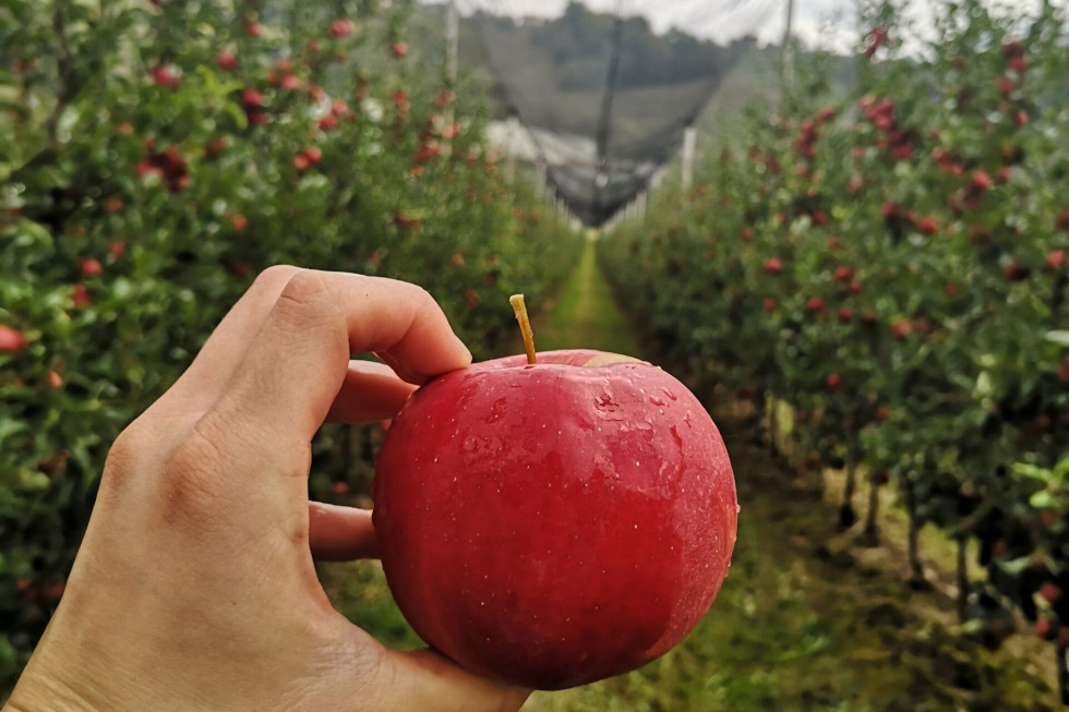 Pogled na roko in jabolko. V ozadju nasad jablan. 