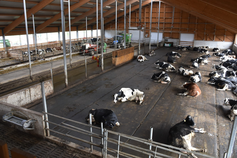 Pogled na krave, ki ležijo na tleh v hlevu. 