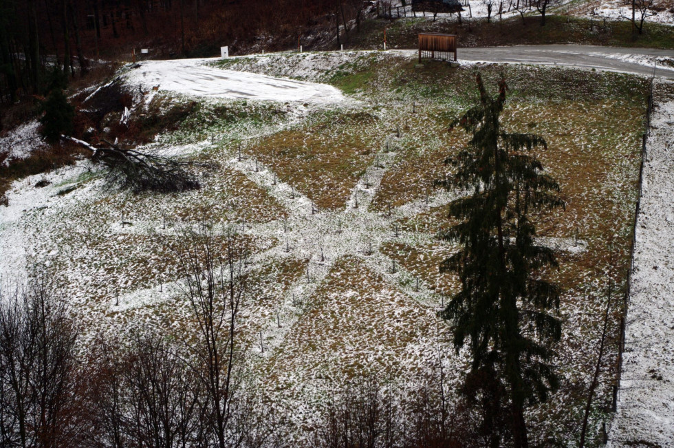 Pogled na novo posajena drevesa, 