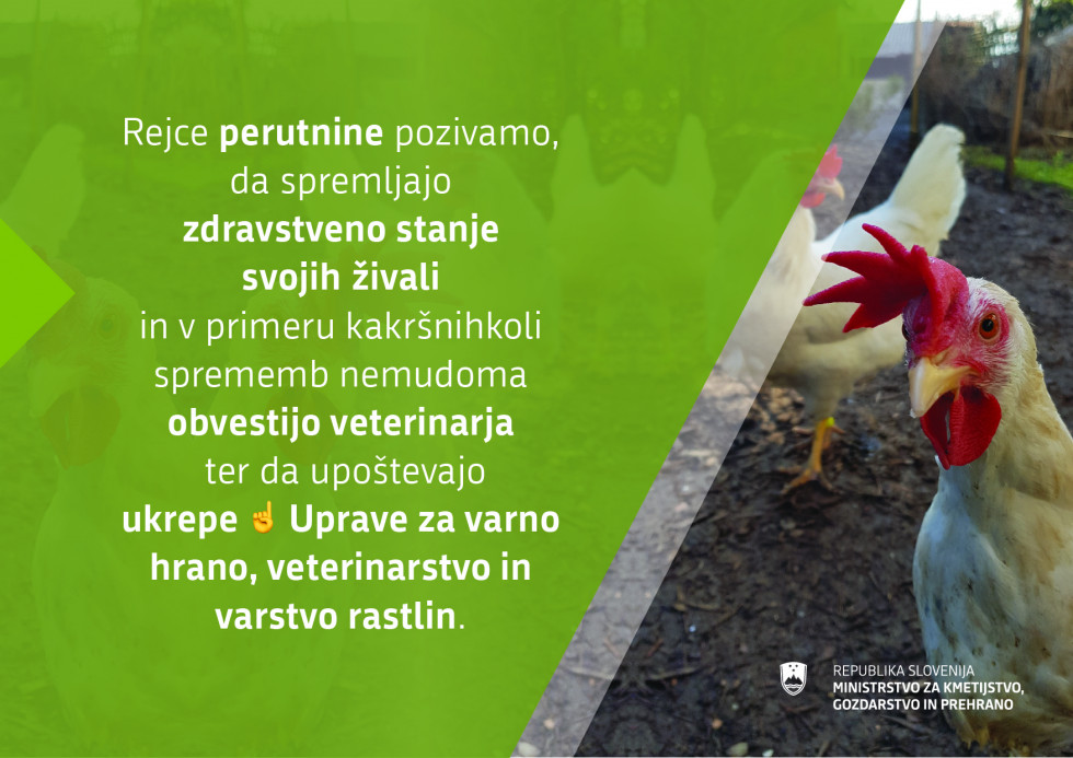 Infoslika na kateri je kokoš in tekst iz novice
