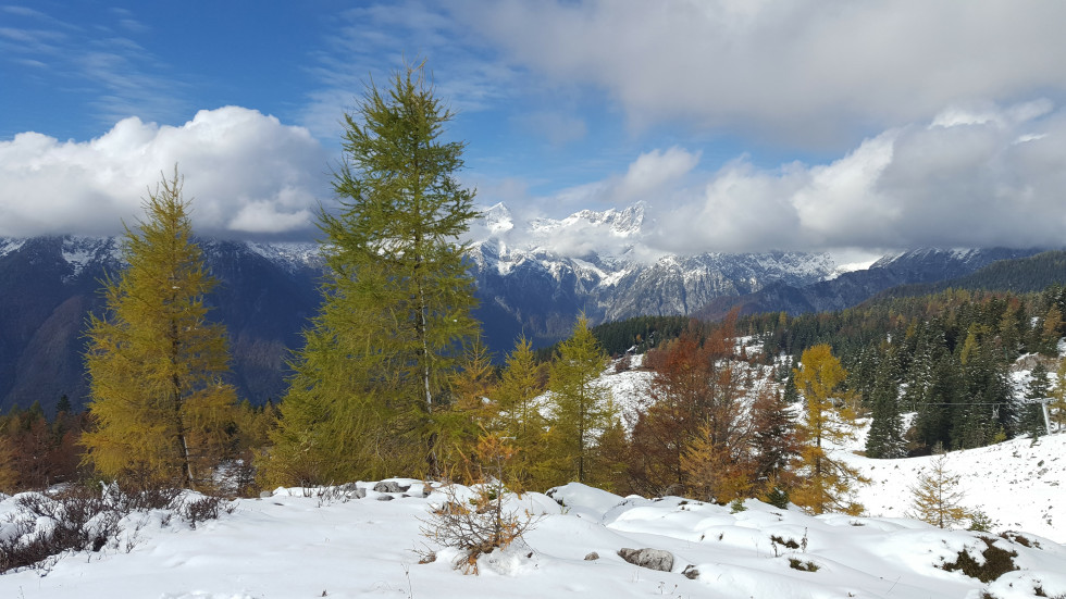 Gozd pozimi