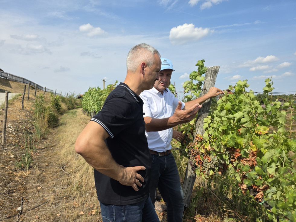 Minister stoji v vinogradu in si ogleduje škodo. 