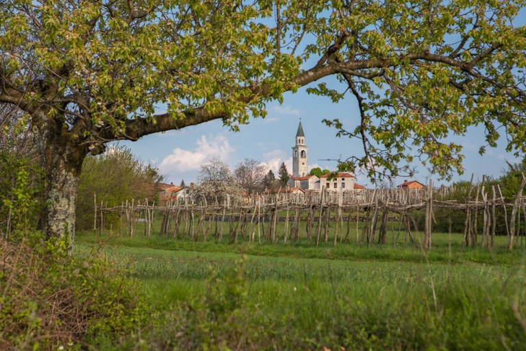 Grad v ozadju vinograda.