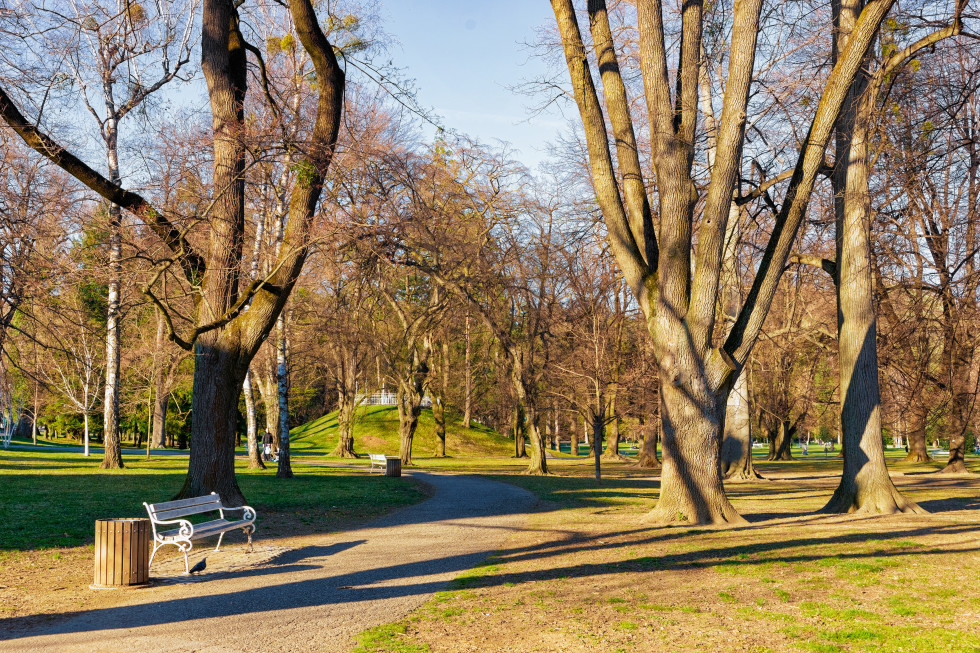 Park z drevesi brez listja.