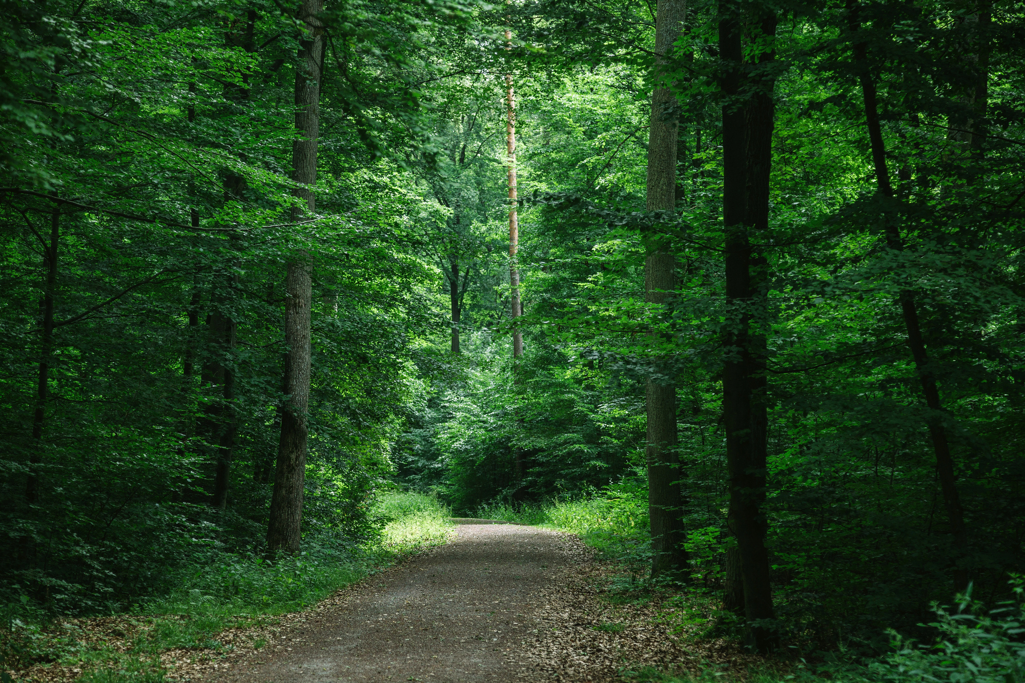 EU funding for the Podutik wetland forest and pond