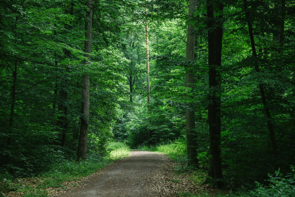A view of a forest road.