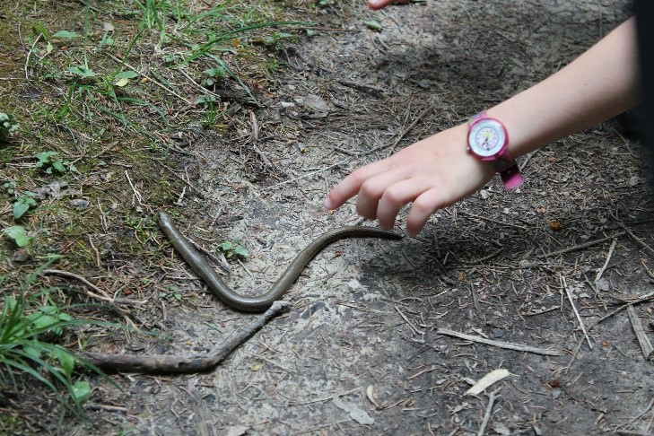 Otroška roka kaže na belouško, ki se plazi po blatni gozdni poti 