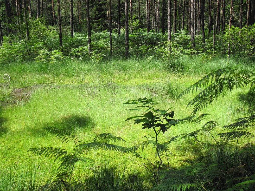 Gozd v zavarovanem območju Krajinskega parka Češeniške in Prevojske gmajne
