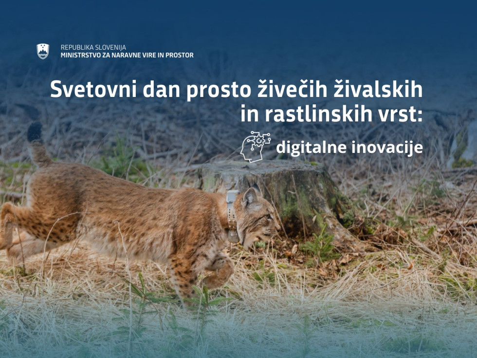 Na grafiki Svetovni dan prosto živeče živali in rastline je fotografija risa s telemetrično ovratnico