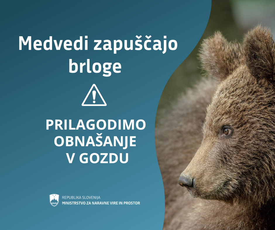 Grafika z napisom Medvedi zapuščajo brloge  - prilagodimo obnašanje v gozdu in desno fotografija medvedje glave 