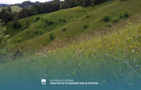 dnevi narave v maju (landscape, green meadow and forest)
