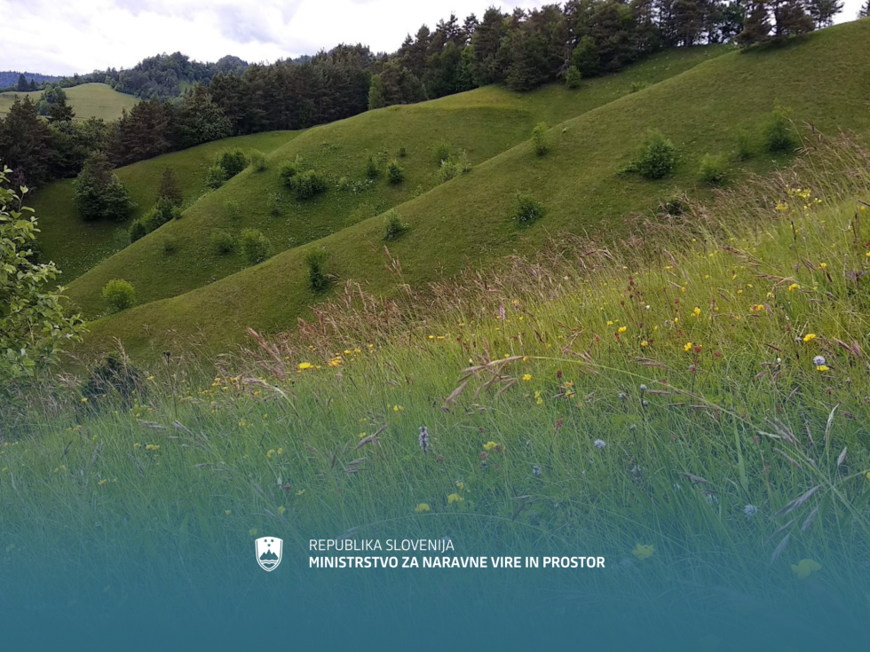 nepokošen travnik, v ozadju gozd
