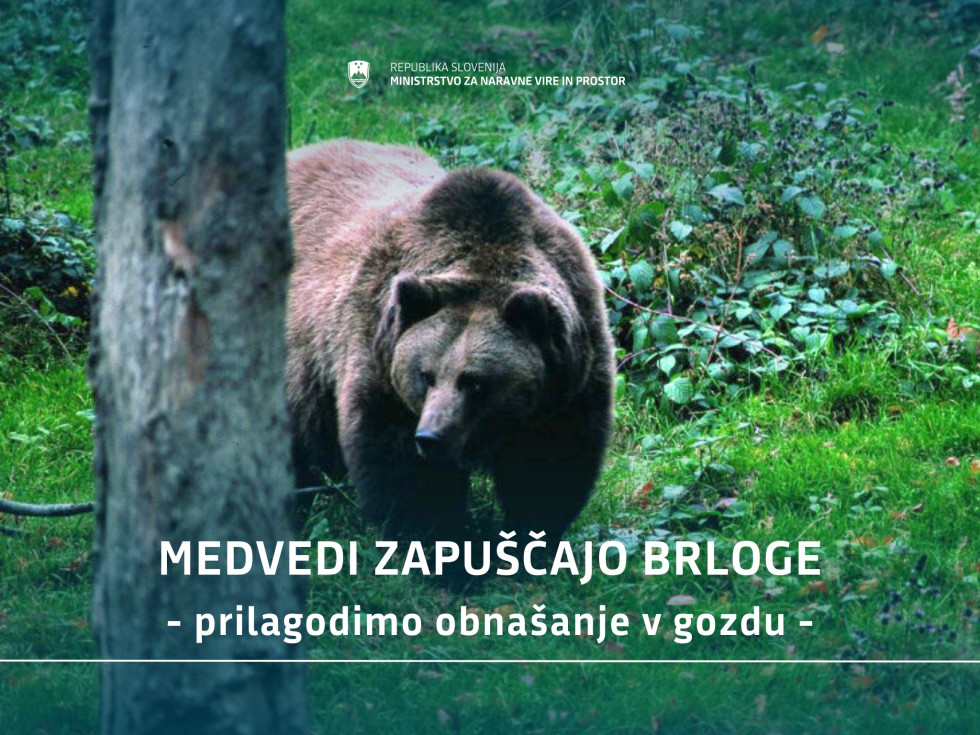 Fotografija medveda, ki v daljavi prihaja iz gozda