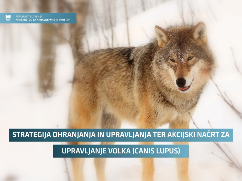 Grafika s fotografijo volka v zimskem okolju 
