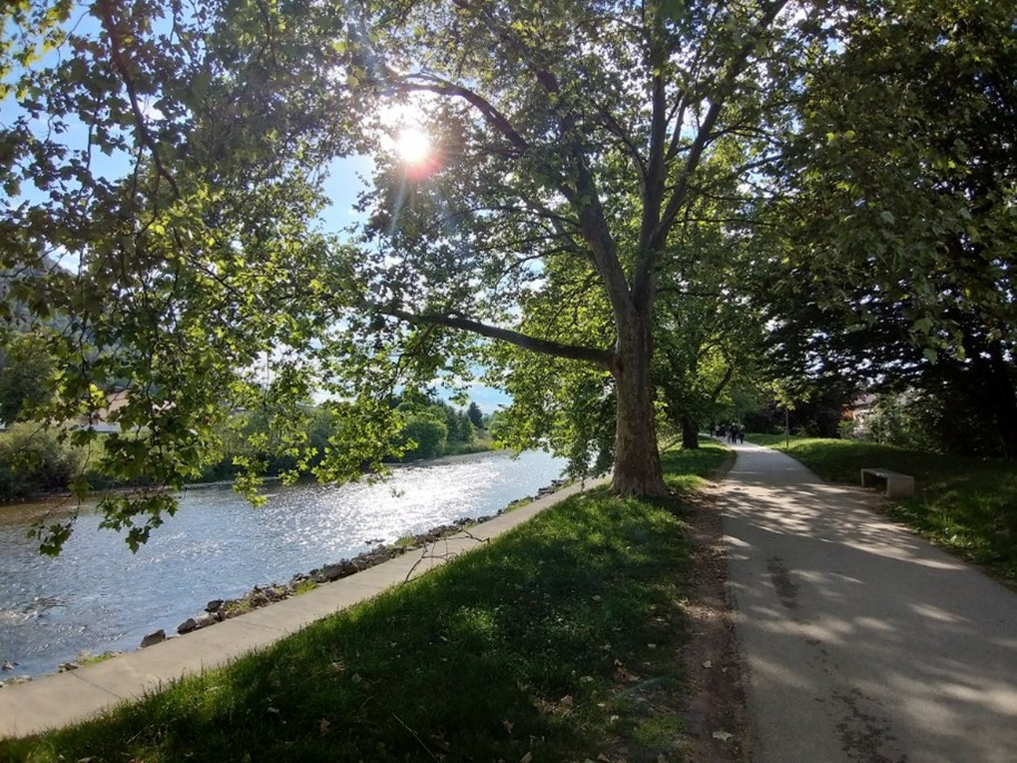 Drevesa ob reki - skozi veje se svetlika sonce