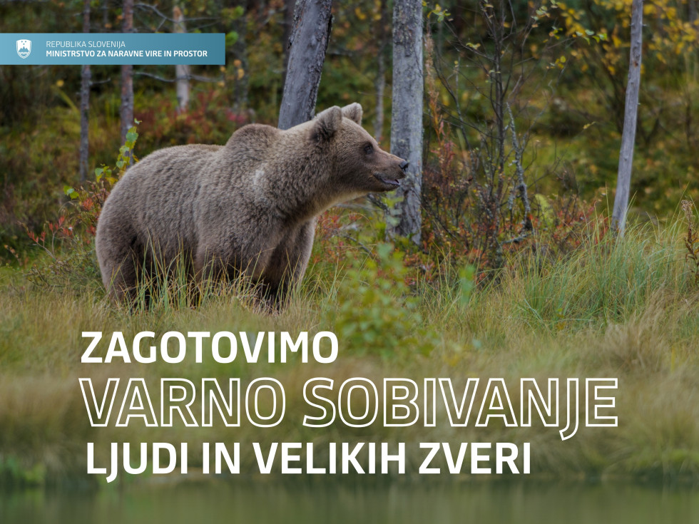 Grafika medveda v gozdu, spredaj napis Zagotovimo varno sobivanje ljudi in velikih zveri