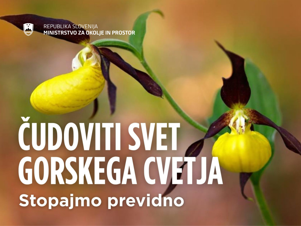 Lepi čeveljc - rumeni zaobljeni cvet na zelenem steblu