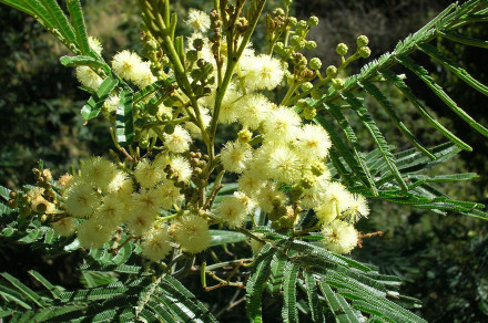 (lat. Acacia mearnsii)