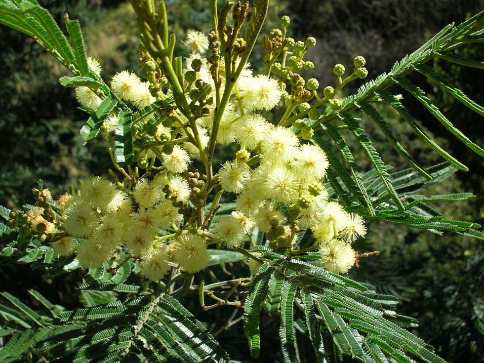 Cvetovi vrste Acacia mearnsii CC BY 2.5