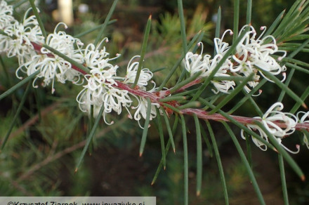 (lat. Hakea sericea) 