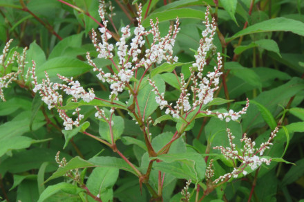 Himalajski dresnik (lat. Koenigia polystachya)