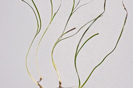 (lat. Nanozostera japonica) 